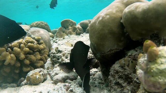Maldives underwater world with close up fighting variola louti and peacock grouper fishs shoaling in corals
