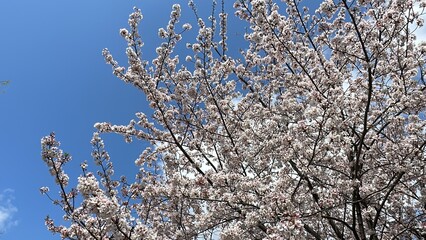 Cherry Blossoms in Tokyo