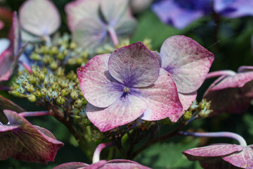 The coloring of the hydrangea