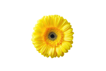 Bright yellow gerbera daisy, centered on black