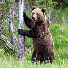 Obraz premium Grizzly bear standing near a tree in a grassy meadow