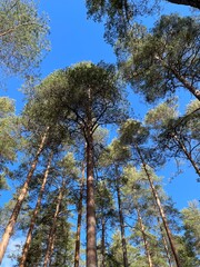 pine trees in the forest