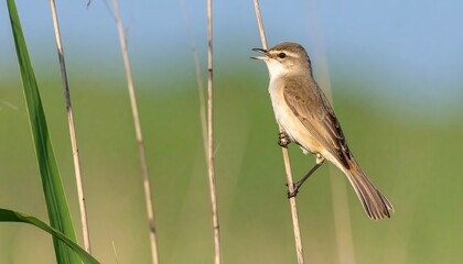 A small, light brown bird perches on a slender reed, vocalizing against a soft, out-of-focus backdrop of grass and a pale blue sky.
