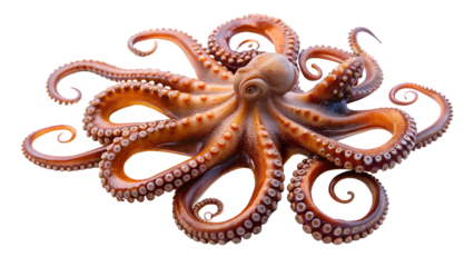 A single octopus with its tentacles spread out, isolated on transparent background