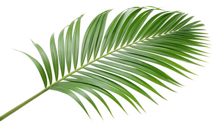 Obraz premium A single green palm leaf isolated on transparent background