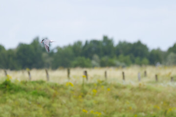 Common tern in flight from the side, common tern with wings spread, meadow in the background, common tern flying over meadows and fields, Sterna hirundo