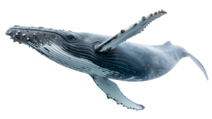 Humpback whale isolated on transparent background