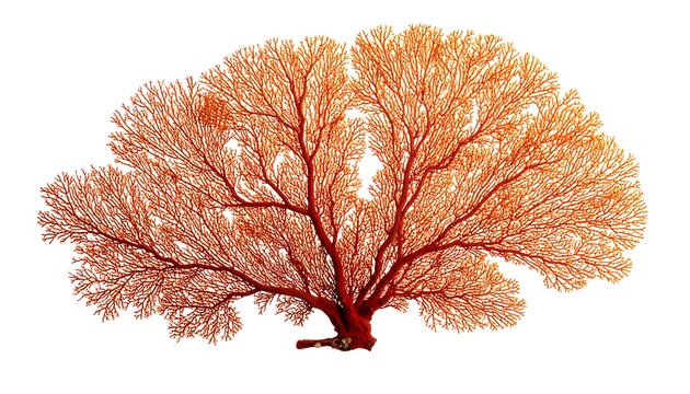 A detailed, intricate coral reef specimen, showcasing vibrant orange-red hues, against a stark white backdrop.