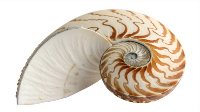A detailed crosssection of a nautilus shell, showcasing its intricate spiral chambers and natural patterns, isolated on a transparent background