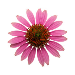 Obraz premium pink daisy isolated on white transparent background