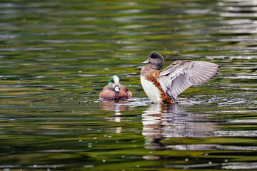 2023-12-31 A DUCK RAISED UP IN A LAKE FLAPPING ITS WINGS SPLASHING WATER WITH ANOTHER DUCK LOOKING ON AT A CITY PARK LAKE IN MEDINA WASHINGTON
