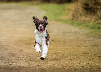 2024-12-31 A BROWN AND WHITE SPRINGER SPANIEL RUNNING DOWN A GRAVEL PATH WITH ALL FOUR FEET OFF THE GROUND WITH NICE BRIGHT EYES AND A BLURRED BACKGROUND AT MARYMOOR IN REDMOND WASHINGTON