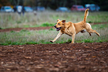 2024-11-03 A TAN COLORED DOG RUNNING ACROSS A OPEN FIELD WITH A INTENSE LOOK AND THREE FEET OFF THE GROUND AT TH EOFF LEASH DOG AREA AT MARYMOOR PARK IN REDMOND WASHINGTON