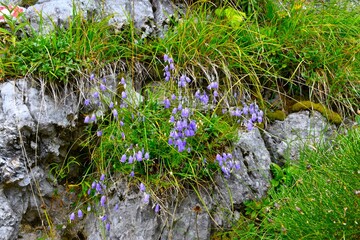 Blue earleaf bellflower (Campanula cochleariifolia) flowers