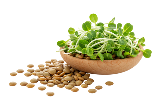 Fresh green sprouts overflowing from a wooden bowl with lentils isolated on transparent background