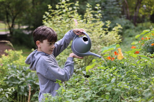 Little boy watering raised garden bed with herbs, flowers and vegetables, child gardening outdoors, eco education, healthy lifestyle, sustainability, organic farming. Copyspace
