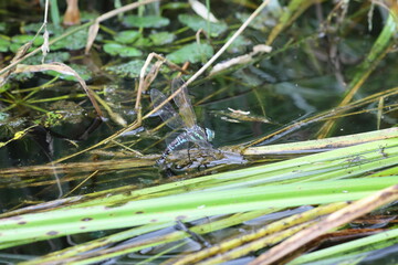 Fototapeta premium Siberian hawker(Aeshna crenata) is a species of dragonfly in the family Aeshnidae. It is found in Belarus, Finland, Latvia, Lithuania, and Russia. This photo was taken in Hokkaido, Japan.