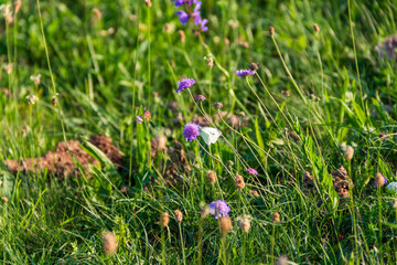 Butterfly on flower
