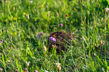 grass and flowers