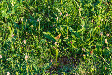 Butterfly on flower