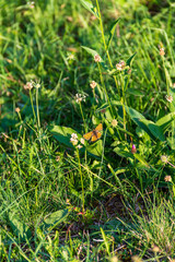 Butterfly on flower