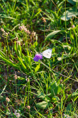 Butterfly on flower