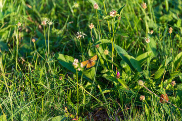 Butterfly on flower