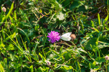 Butterfly on flower