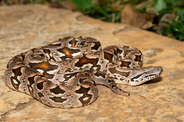 A beautiful Dumeril's boa (Acrantophis dumerili), coiled on a large rock. A non-venomous snake endemic to Madagascar