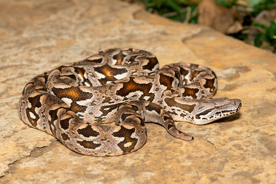 A beautiful Dumeril's boa (Acrantophis dumerili), coiled on a large rock. A non-venomous snake endemic to Madagascar