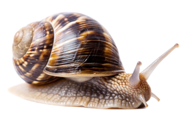 Garden snail with brown patterned shell and textured body on gastropod mollusk isolated on a transparent background