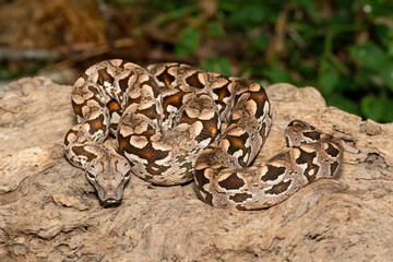 A beautiful Dumeril's boa (Acrantophis dumerili), coiled on a large branch. A non-venomous snake endemic to Madagascar