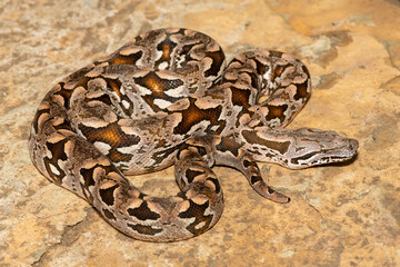 A beautiful Dumeril's boa (Acrantophis dumerili), coiled on a large rock. A non-venomous snake endemic to Madagascar