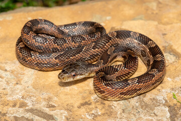 A beautiful Texas rat snake (Elaphe obsoleta lindheimeri), a subspecies of the black rat snake. A non-venomous colubrid snake native to the United States