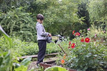 Little boy watering raised garden bed with herbs, flowers and vegetables, child gardening outdoors,...