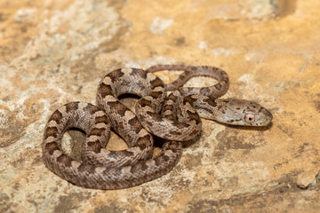 A beautiful yellow rat snake (Elaphe (Pantherophis) obsoleta quadrivitatta), a subspecies of the eastern rat snake. A non-venomous colubrid snake native to North America