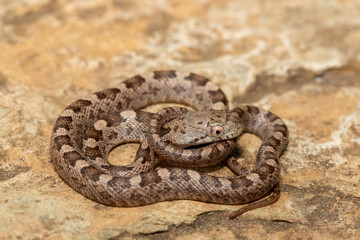A beautiful yellow rat snake (Elaphe (Pantherophis) obsoleta quadrivitatta), a subspecies of the eastern rat snake. A non-venomous colubrid snake native to North America