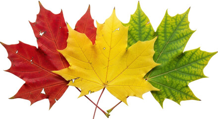 Isolated Autumn Leaves