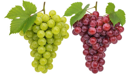 Isolated Green and Red Grapes