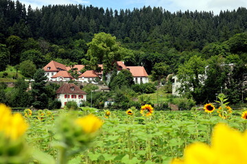 Kartause im Osten von Freiburg hinter Sonnenblumenfeldern
