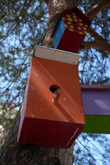 Birdhouse on the trees are colorful and very good and beautiful