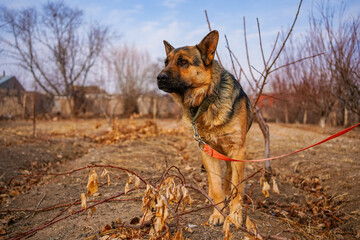 A German Shepherd dog is on a leash in a dry, grassy field. The beautiful animal looks at the camera with a happy, playful expression