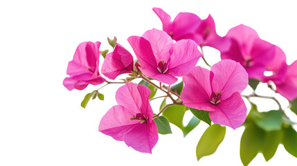 Fototapeta premium Bougainvillea Pink Flowers Blossom Floral Bloom Beauty