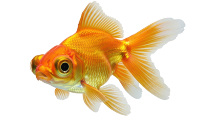 Isolated Goldfish with Flowing Fins