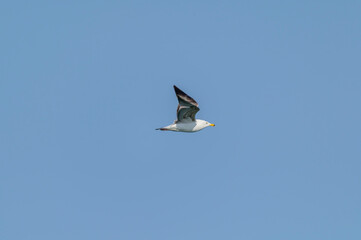 A Ring Billed Gull in Flight at Pointe Pelee National Park, near Leamington, Ontario, Canada.