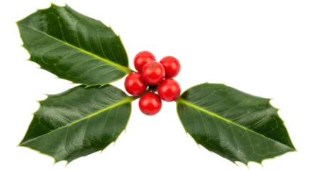 Isolated Holly with Berries