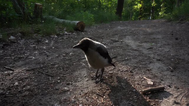 Close-up video of a young crow chick standing on a forest path in sunlight, vulnerable and alone in the woods.