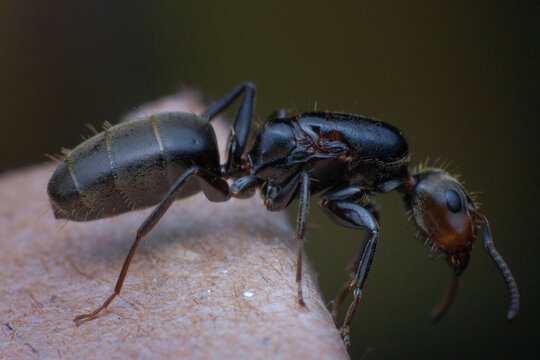 Hormiga reina despu&eacute;s de vuelo nupcial