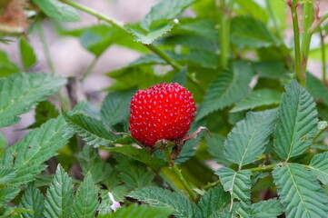 Japanese strawberry (Rubus illecebrosus) red fruit among green leaves.