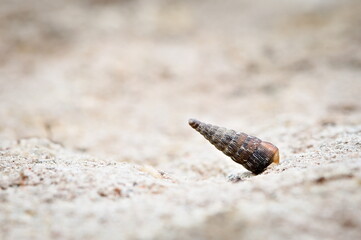 Door Snail (Clausiliidae) retracted in shell attached to stone, uncommon species in Czech nature.